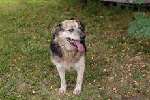 SANTO, Hund, Mischlingshund in Kroatien - Bild 4