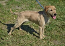 NIKI, Hund, Mischlingshund in Ungarn - Bild 3