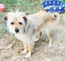 ROXA, Hund, Terrier-Mix in Ungarn - Bild 1