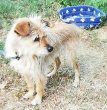 ROXA, Hund, Terrier-Mix in Ungarn - Bild 2
