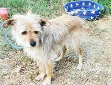 ROXA, Hund, Terrier-Mix in Ungarn - Bild 3