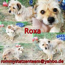 ROXA, Hund, Terrier-Mix in Ungarn - Bild 5