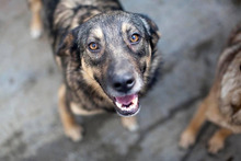 RUBIX, Hund, Mischlingshund in Rumänien - Bild 1