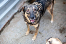 RUBIX, Hund, Mischlingshund in Rumänien - Bild 4
