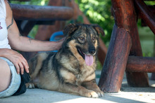 RUBIX, Hund, Mischlingshund in Rumänien - Bild 5