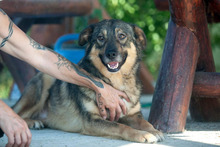 RUBIX, Hund, Mischlingshund in Rumänien - Bild 6