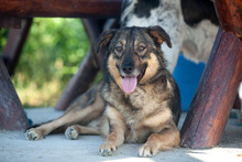 RUBIX, Hund, Mischlingshund in Rumänien - Bild 8
