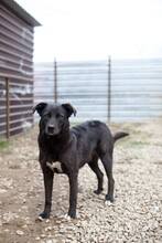 Tierheim-Hunde suchen und finden