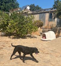 RIEKA, Hund, Perro de Pastor Mallorquin-Mix in Spanien - Bild 2
