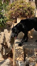 RIEKA, Hund, Perro de Pastor Mallorquin-Mix in Spanien - Bild 8