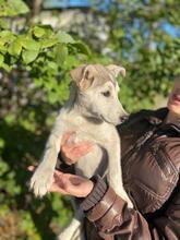 HASSI, Hund, Mischlingshund in Russische Föderation - Bild 10