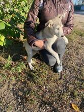 HASSI, Hund, Mischlingshund in Russische Föderation - Bild 15