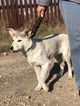 HASSI, Hund, Mischlingshund in Russische Föderation - Bild 6