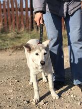 HASSI, Hund, Mischlingshund in Russische Föderation - Bild 7