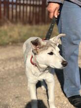 HASSI, Hund, Mischlingshund in Russische Föderation - Bild 8