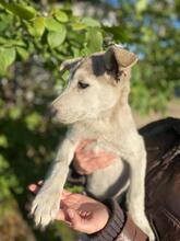 HASSI, Hund, Mischlingshund in Russische Föderation - Bild 9