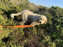 TIENCHEN, Hund, Mischlingshund in Kerpen - Bild 12