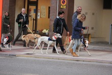 TYRION, Hund, Galgo Español in Spanien - Bild 10