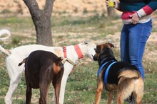 TYRION, Hund, Galgo Español in Spanien - Bild 11