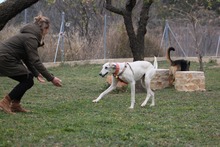 TYRION, Hund, Galgo Español in Spanien - Bild 13