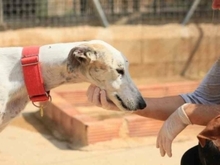 TYRION, Hund, Galgo Español in Spanien - Bild 31