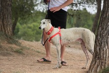 TYRION, Hund, Galgo Español in Spanien - Bild 4