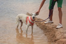 TYRION, Hund, Galgo Español in Spanien - Bild 5