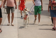 TYRION, Hund, Galgo Español in Spanien - Bild 7