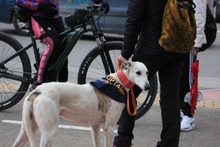 TYRION, Hund, Galgo Español in Spanien - Bild 9