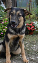 NOBI, Hund, Mischlingshund in Ungarn - Bild 1