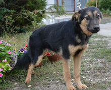 NOBI, Hund, Mischlingshund in Ungarn - Bild 3