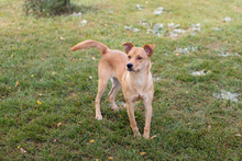 JONNY, Hund, Mischlingshund in Kroatien - Bild 1