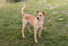 JONNY, Hund, Mischlingshund in Kroatien - Bild 3