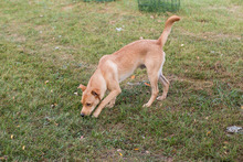 JONNY, Hund, Mischlingshund in Kroatien - Bild 5