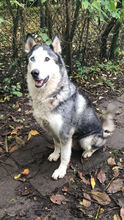 MONCHU, Hund, Siberian Husky in Spanien - Bild 10