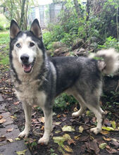 MONCHU, Hund, Siberian Husky in Spanien - Bild 4