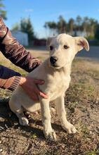 KAI, Hund, Mischlingshund in Russische Föderation - Bild 1