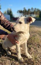 KAI, Hund, Mischlingshund in Russische Föderation - Bild 6