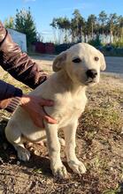KAI, Hund, Mischlingshund in Russische Föderation - Bild 7
