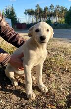 KAI, Hund, Mischlingshund in Russische Föderation - Bild 8