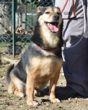 MACKY, Hund, Mischlingshund in Italien - Bild 4