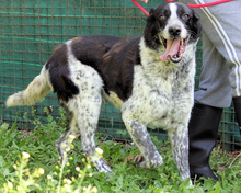 TELEGONO, Hund, Mischlingshund in Italien - Bild 3