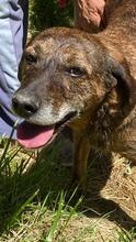 URSUS, Hund, Segugio Italiano-Mix in Italien - Bild 4