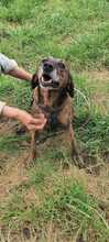 URSUS, Hund, Segugio Italiano-Mix in Italien - Bild 7