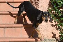 BETTINA, Hund, Bracco Italiano-Mix in Italien - Bild 23