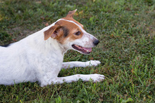 LEONIE, Hund, Mischlingshund in Overath - Bild 1