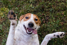LEONIE, Hund, Mischlingshund in Overath - Bild 4