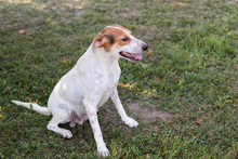 LEONIE, Hund, Mischlingshund in Overath - Bild 6