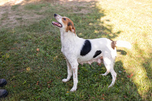 LEONIE, Hund, Mischlingshund in Overath - Bild 7