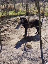 CHICO, Hund, Mischlingshund in Süderholz - Bild 3